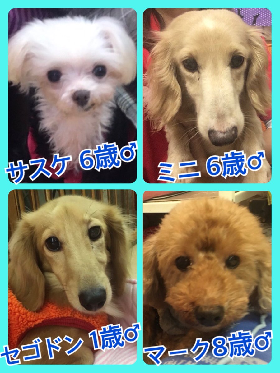 🐾今日の里親様募集中ワンコ🐶メンバーです🐾2019,10,19